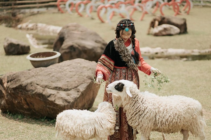 Đàn cừu tại cao nguyên Mộc Châu 