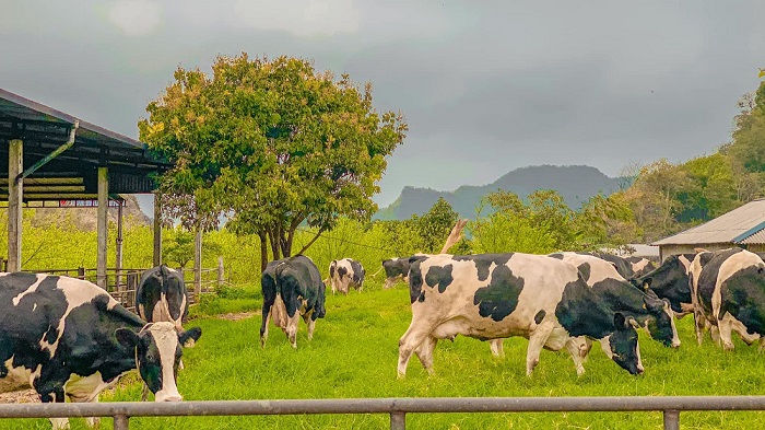 Vẻ đẹp của trang trại bò sữa Daily Farm
