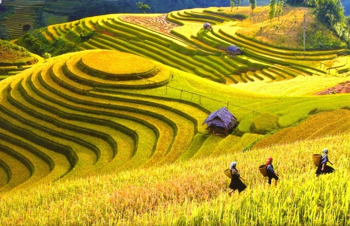 Mùa lúa chín ở Hà Giang đẹp tựa như bức tranh bởi không gian bao la vàng rực phủ khắp các đồi núi trùng điệp