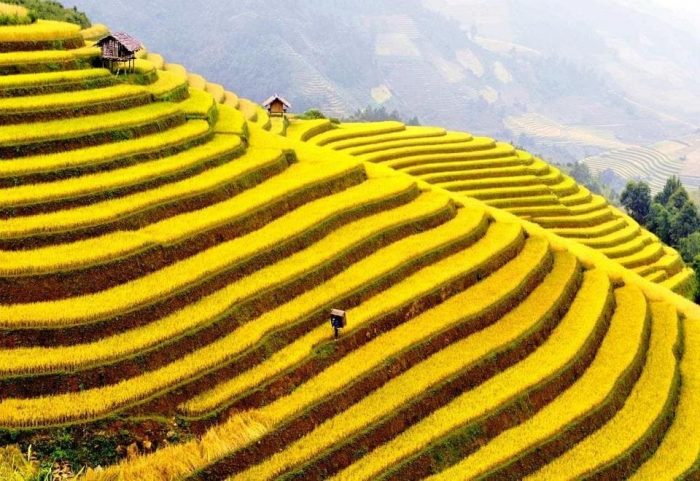 Hà Giang mùa lúa chín tháng 9 tại Hoàng Su Phì.