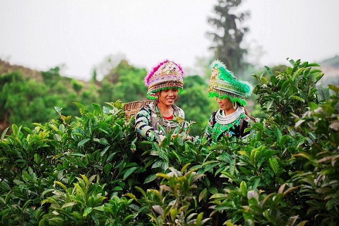 Nét đẹp trên đồi chè shan tuyết