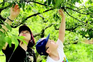 Đến Mộc Châu vào tháng 5-6 hàng năm để tự tay hái những quả mận chín đỏ trên cây