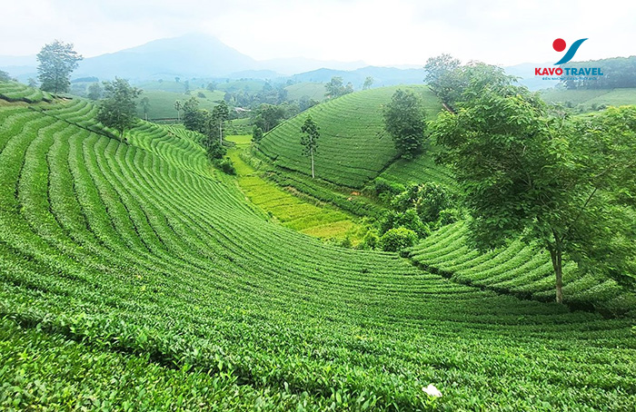 Đồi chè Thanh Sơn là điểm dừng chân đầu tiên trên hành trình khám phá Mù Cang Chải