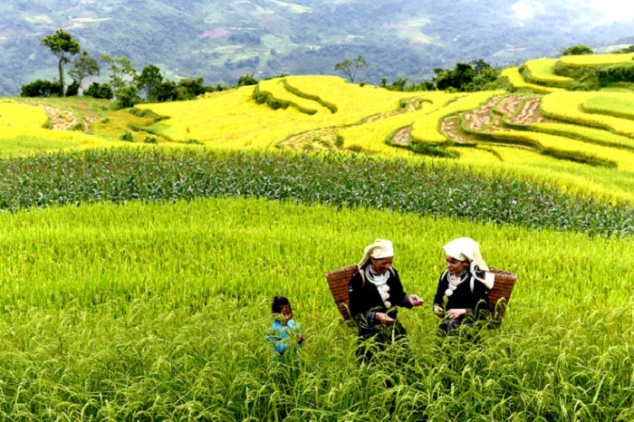 Địa điểm du lịch săn mùa vàng nổi tiếng tại Tuyên Quang