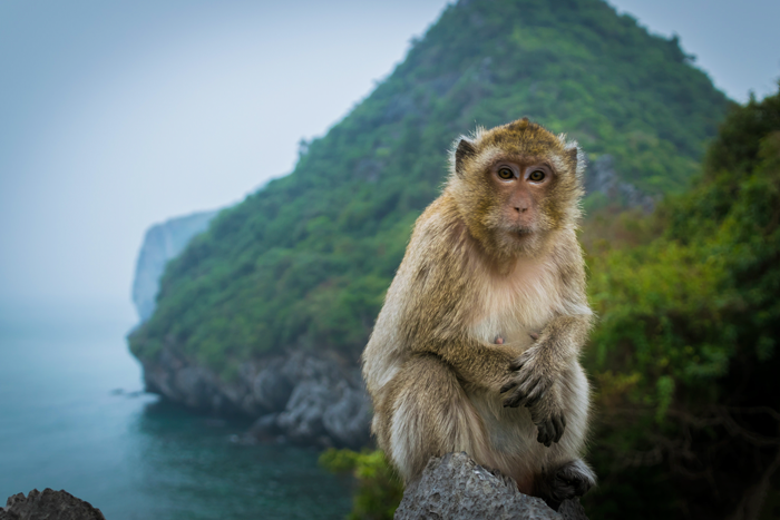 Du khách đến Cát Bà nhất định nên ghé thăm đảo Khỉ