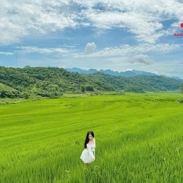 Du khách của Kavo Travel thả mình vào cánh đồng lúa bất tận