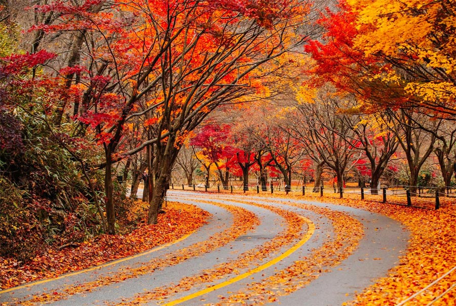 Hàn Quốc vào mùa lá vàng, lá đỏ hấp dẫn du khách