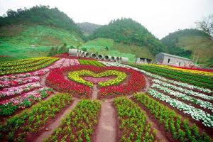 Vườn hoa Happy Land rực rỡ sắc màu