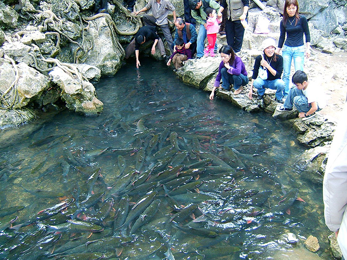 Suối cá thần Cẩm Lương là địa điểm du lịch hot nhất trong thời gian qua, là món quà đặc biệt mà tạo hóa đã ban tặng cho vùng đất xứ Thanh.