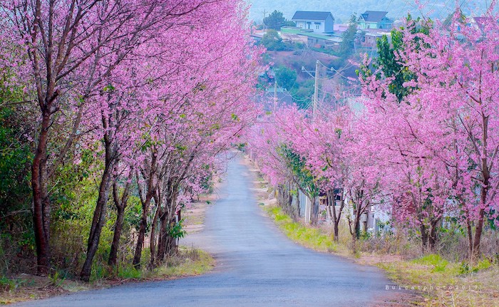 Vào khoảng tháng 1 – tháng 3, những con đường Đà Lạt nhuộm đầy sắc hồng lãng mạn nhờ những hàng cây hoa mai anh đào hai bên đường