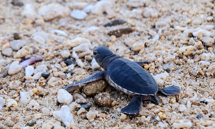 Hình ảnh thú vị mùa rùa đẻ trứng ở Côn Đảo