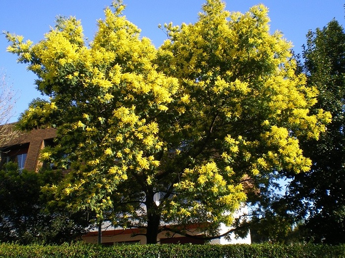 Hoa mimosa vàng rực cả một góc trời