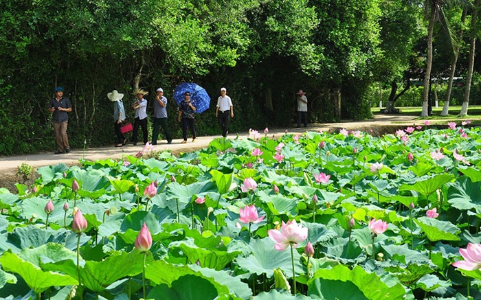 làng Sen quê Bác - Một điểm du lịch nổi tiếng ở Cửa Lò, Nghệ An, mỗi năm thu hút hàng nghìn du khách tham quan