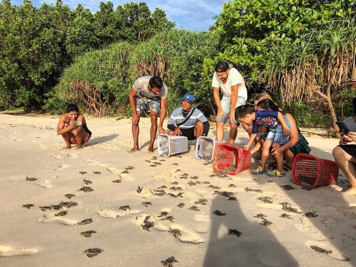 Du khách xem thả rùa tại vườn Quốc gia Côn Đảo 