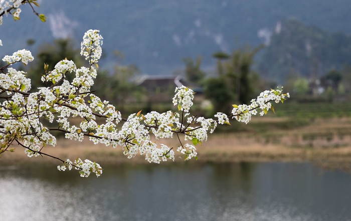Thung lũng Xuân Trường - thung lũng hoa lê đẹp nhất Cao Bằng