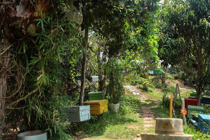 Trại ong Phú Quốc