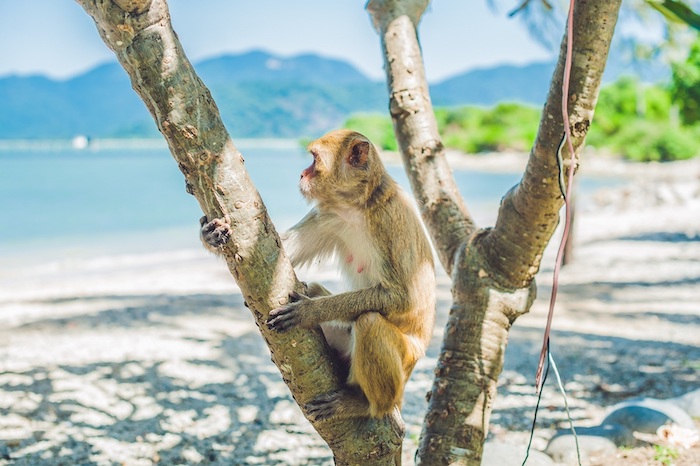Khỉ trên hòn Lao đa số đều khá thân thiện với du khách khi đến bạn nên chuẩn bị một ít đồ ăn để chia sẻ cho chúng để tạo niềm vui cho chúng nhé