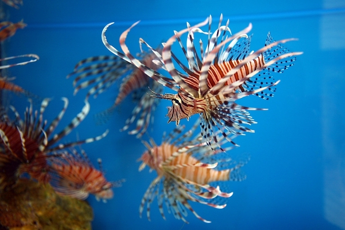 Tại bảo tàng Hải dương học bạn được chiêm ngưỡng trực tiếp hơn 20.000 mẫu các loại sinh vật biển vô cùng sống động và hấp dẫn