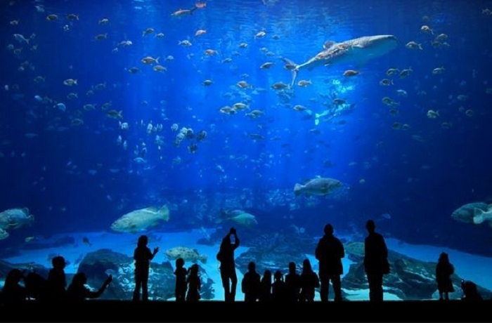 Vinpearl Aquarium Nha Trang