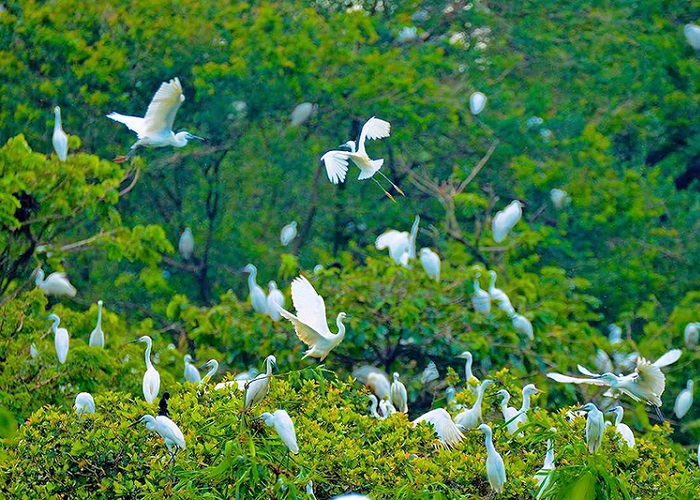Vườn chim Bạc Liêu với rất nhiều loài chim đa dạng