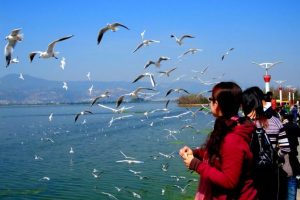 Hồ Điền Trị - Hồ nước ngọt lớn nhất Vân Nam, nổi tiếng với những đàn hải âu trắng bay rợp trời