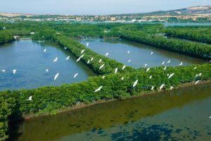 Chiêm ngưỡng những đàn cò trắng bay rợp trời tại Cồn Chim Tuy Phước