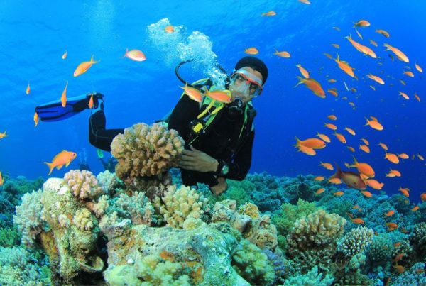Du khách trải nghiệm lặn biển ngắm những rặng san hô siêu đẹp tại Cù Lao Xanh