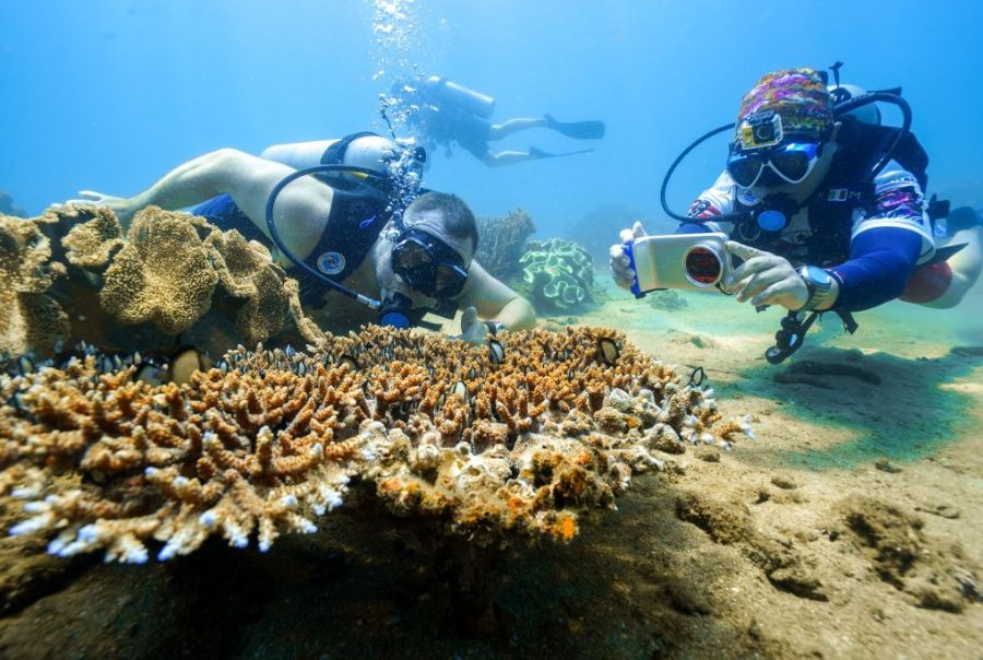 Lặn biển ngắm san hô chắc chắn sẽ là trải nghiệm thật tuyệt vời với mỗi du khách