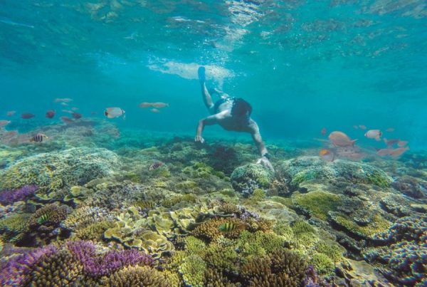 Trải nghiệm thú vị khi lặn ngắm san hô ở Hòn Khô