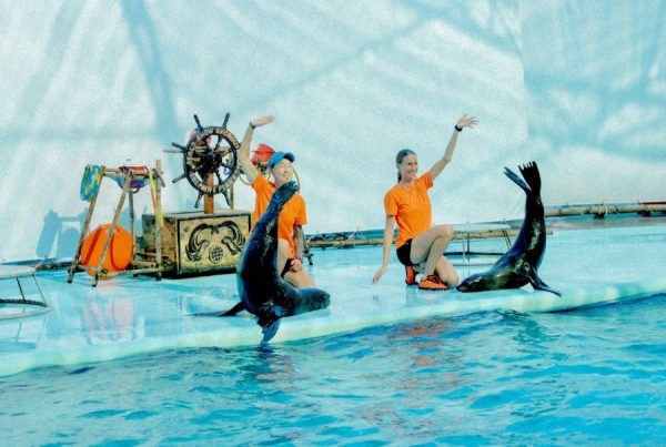 Chương trình xiếc hải cẩu hấp dẫn tại Quy Nhơn