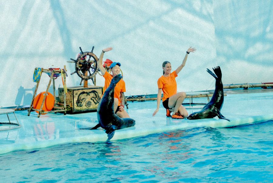 Chương trình xiếc hải cẩu hấp dẫn tại Quy Nhơn