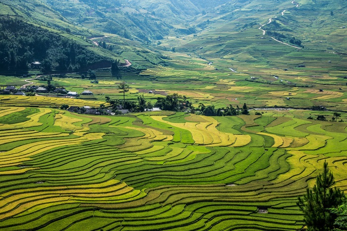 Thung lũng Lìm Mông dưới chân đèo Khau Phạ - Yên Bái