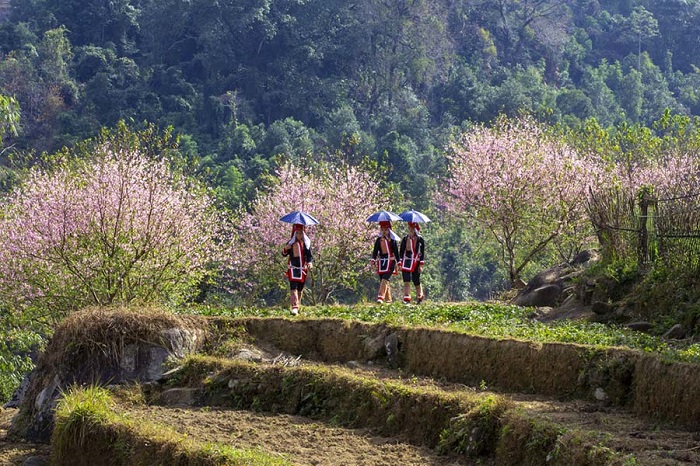 Mùa hoa sở Bình Liêu