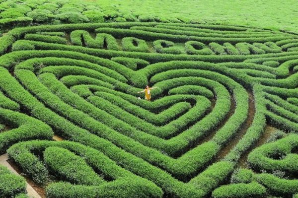 Đồi chè trái tim - Biểu tượng nổi tiếng của cao nguyên Mộc Châu