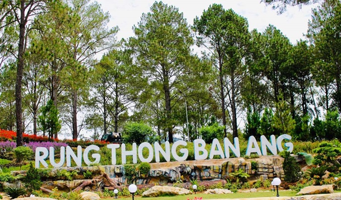 Rừng thông Bản Áng (Bán Áng, Đông Sang, Mộc Châu)