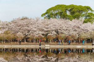 Công viên Ngọc Uyên Đàm (Yuyuantan Park) là một trong những địa điểm ngắm hoa anh đào nổi tiếng nhất, thu hút hàng ngàn du khách mỗi mùa xuân.