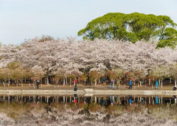 Công viên Ngọc Uyên Đàm (Yuyuantan Park) là một trong những địa điểm ngắm hoa anh đào nổi tiếng nhất, thu hút hàng ngàn du khách mỗi mùa xuân.