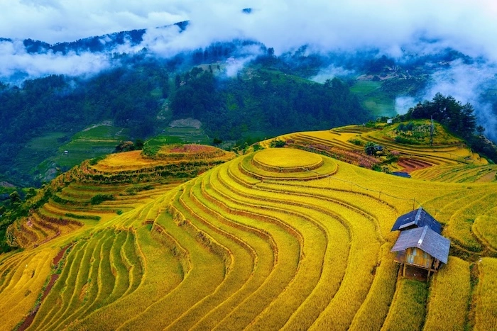 Sắc vàng rực rỡ khắp các ngọn đồi