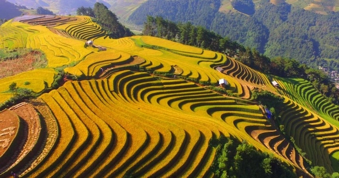 Tháng 9 là mùa lúa chín đẹp nhất trong năm tại Mù Cang Chải