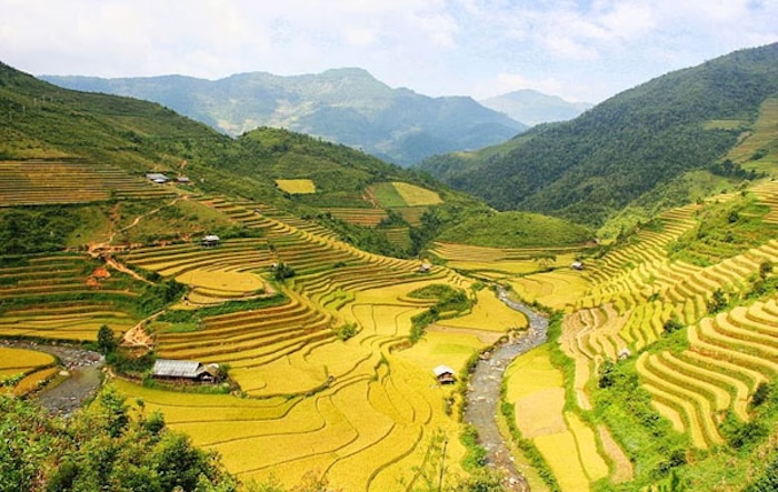 Tả Van (Sapa) mùa lúa chín