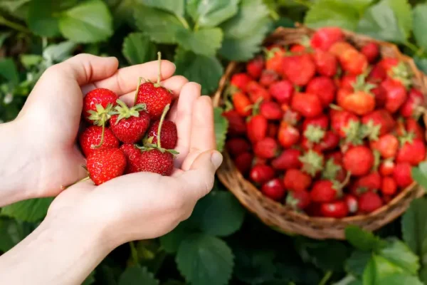 Dâu tây Mộc Châu có gì đặc biệt? 