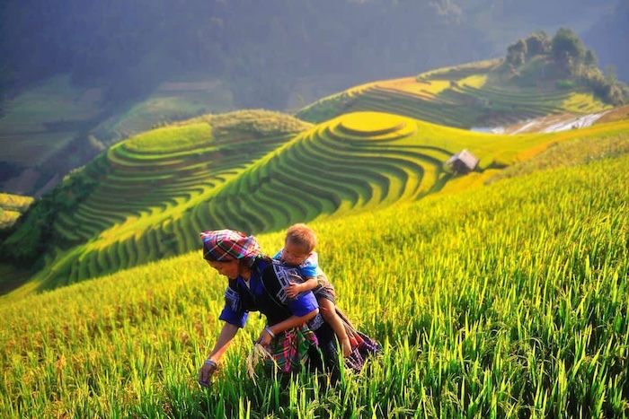 Vòng cung Tây Bắc rực rỡ sắc vàng mùa lúa chín