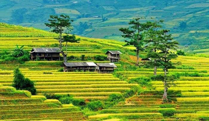 Du lịch Mù Cang Chải tháng 8-9