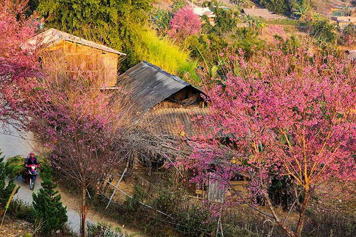 Mùa hoa tớ dày là thời điểm lý tưởng để chụp ảnh, săn mây và trải nghiệm văn hóa bản địa.