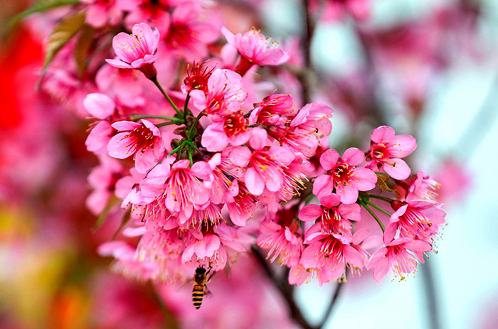 Hoa tớ dày nở rộ từ cuối tháng 12 đến tháng 2, tạo nên khung cảnh núi rừng Tây Bắc tuyệt đẹp.