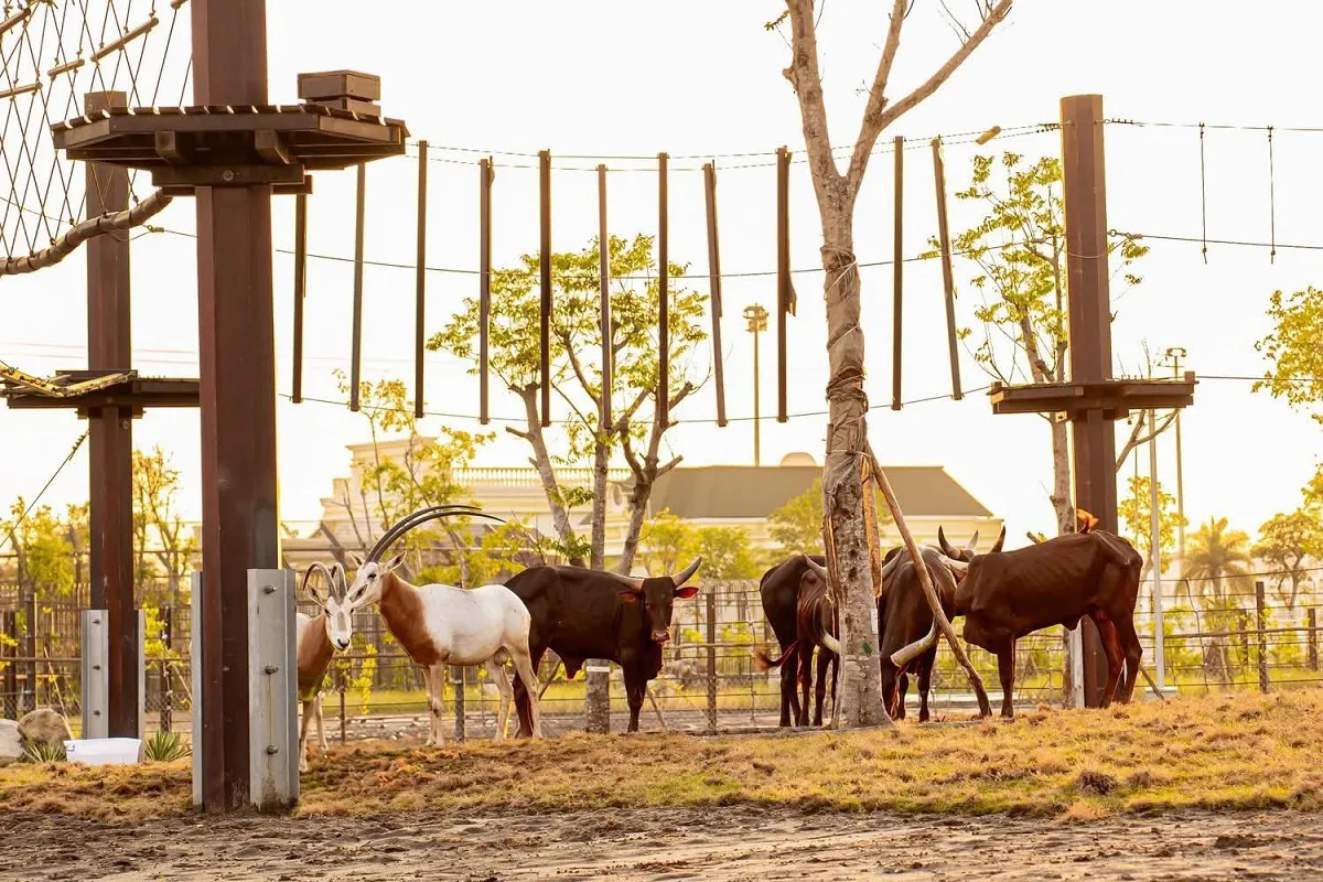 Safari Vinwonder Vũ Yên