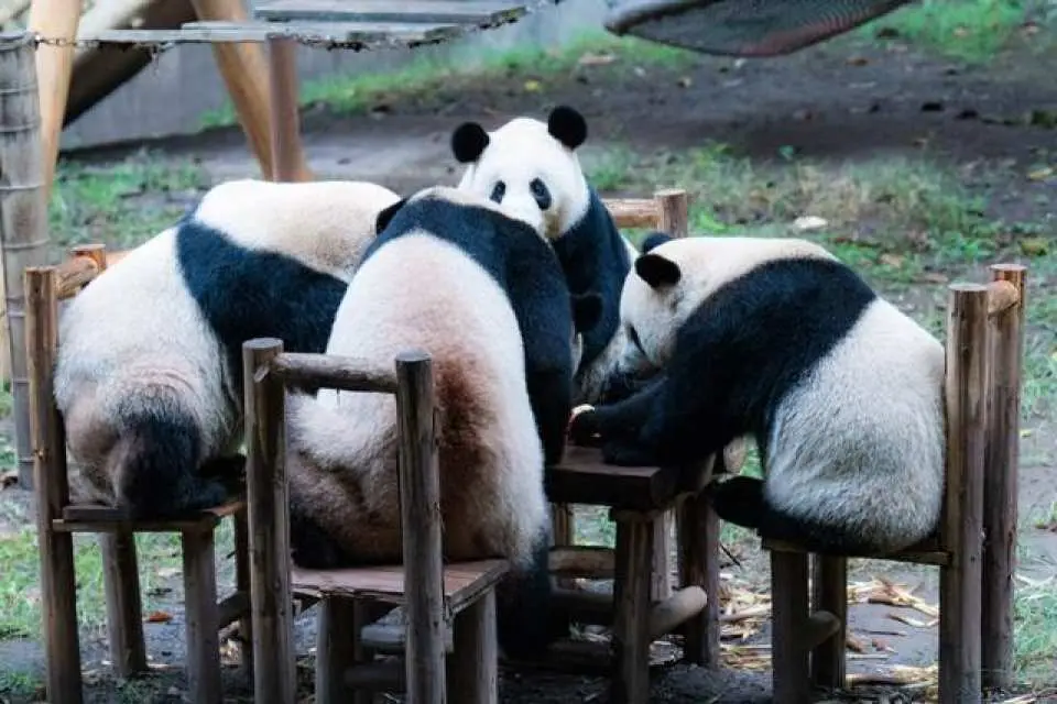 Hà Nội - Trùng Khánh 4n3đ - Ảnh 5